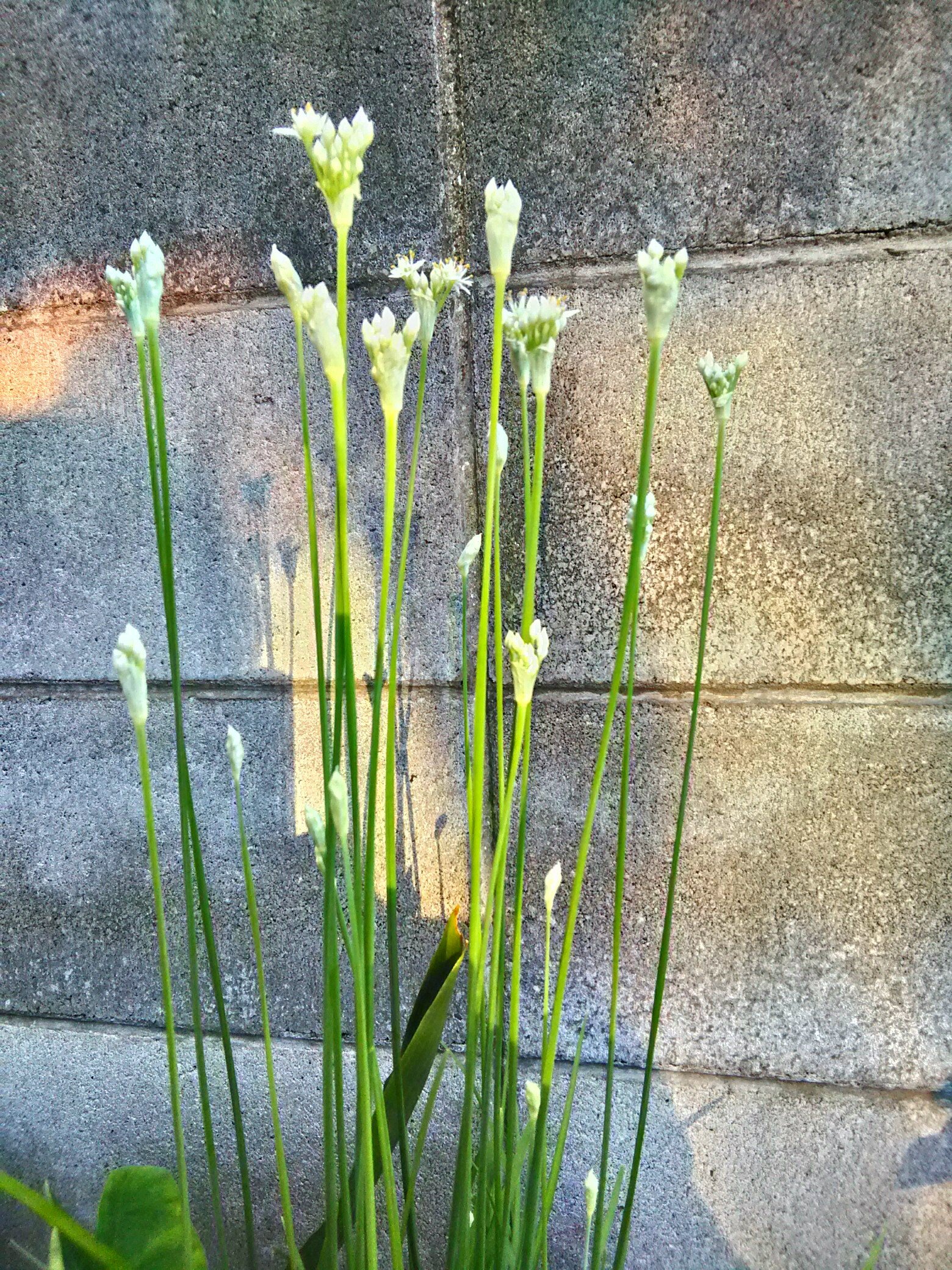 あじさい文庫 Keikon Miyamoto 男性 ニラの花は星の形に似ている ことから 星への願い という 花言葉がついています 幸せの象徴である星が 集まって咲いていることから 多幸 という花言葉も ニラ 花言葉 星への願い 多幸 食欲を挑発するレシピ