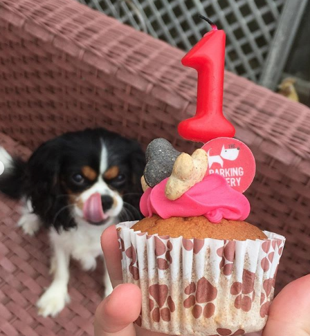BarkingBakery_'s tweet photo. @baileythekingcharles_123
Now that is a "I'm guna eat ya face"... Yappy 1st Woofday Bailey @thebarkingbakery #cakesfordogs #dogbirthday #dogbakery #dogcookies #dogtreat #puppybirthday #pupcake #dogtreats #pamperedpooch #dogcakes #dog #dogs #ilovemydog #lovedogs #woofins https://t.co/E8di12nPEi