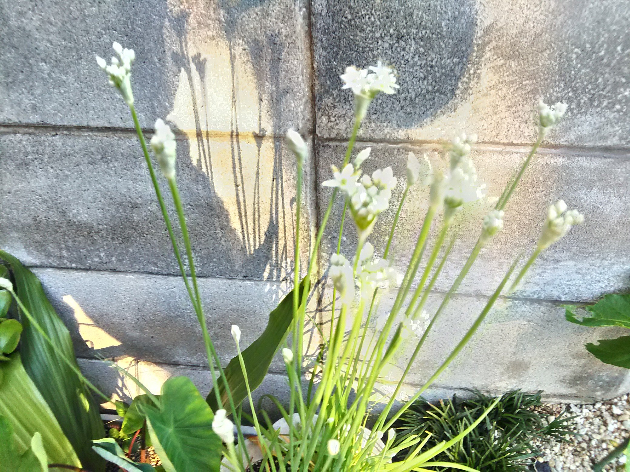 あじさい文庫 Keikon Miyamoto 男性 ニラの花は星の形に似ている ことから 星への願い という 花言葉がついています 幸せの象徴である星が 集まって咲いていることから 多幸 という花言葉も ニラ 花言葉 星への願い 多幸 食欲を挑発するレシピ