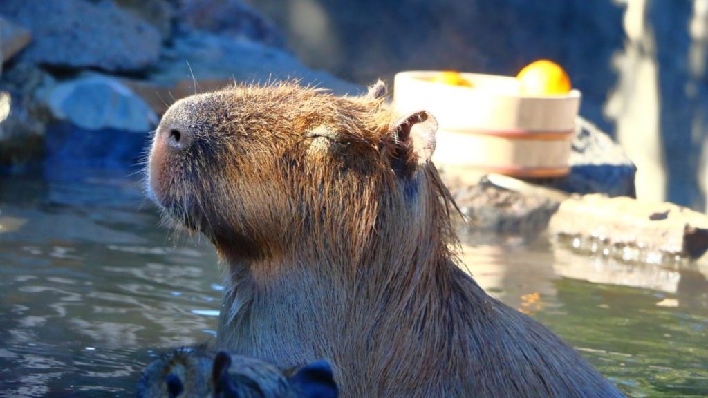 FunFunkorea1's tweet image. 韓国の温泉特集！在住者に聞く人気おすすめ温泉10選！ #韓国 #韓国好き #韓国語勉強 #韓国語 #韓国すきな人と繋がりたい #韓国旅行 funfunkorea.net/hot-spring/