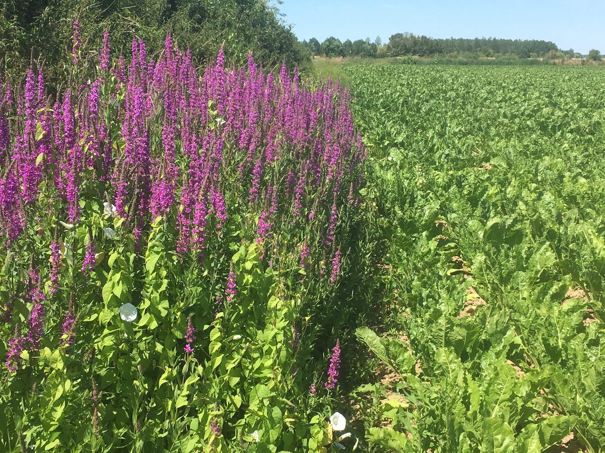 Protection riverains sur <a href="/LCI/">LCI</a> @ChLambert_FNSEA : "Explication en images de la précision des pulvérisateurs et de la capacité à appliquer avec précision : en témoignent les bordures d'adventices visibles très nettement sur les visuels" 👇