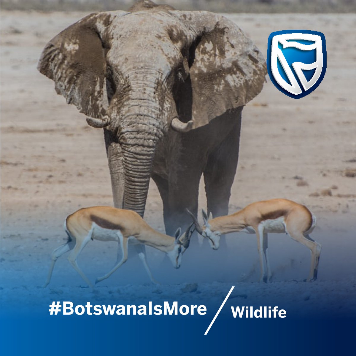 StanbicBankBW's tweet photo. We're happy to announce this week's #BotswanaIsMore  theme: Wildlife.
Keep those beautiful images coming in, and you could win awesome weekly prizes. Your image/s could also be featured in our top 10 at the end of this month!

#Legacy221 #AgangBoswa #OneStepCloser #Bots53 https://t.co/2HnhziBBJy