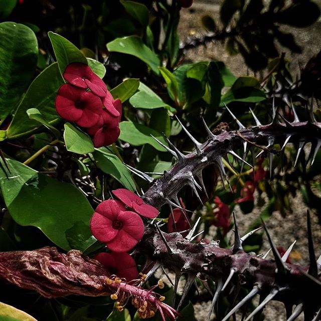 Flowers & thorns
.
.
.
#flowerstagram
#flowerstyle
#flowers
#flores
#flower_super_pics
#colors_of_day
#love
#drops
#summer
#verano
#rocio
#gotas
#jewels
#macro_mania_
#simpley_perfection
#naturephotography
#naturelovers
#petal_perfection
#macro_captures_… ift.tt/2ULronl