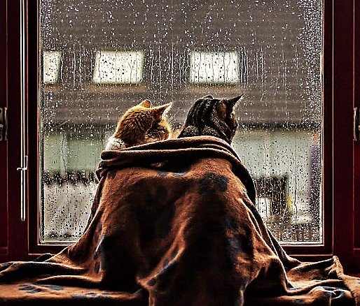 AndyLMihalache's tweet photo. Sometimes we simply need someone to be there, to let us know &amp; feel that we are cared for and supported, that... we're not alone...
Have a great #Monday morning and a successful week everyone!
#BeThereForOthers #MondayThoughts #MondayMood #RT 🤝🥰🤗
*
📸 credit: Felicity Berkleef https://t.co/ZVbb5bA1GY