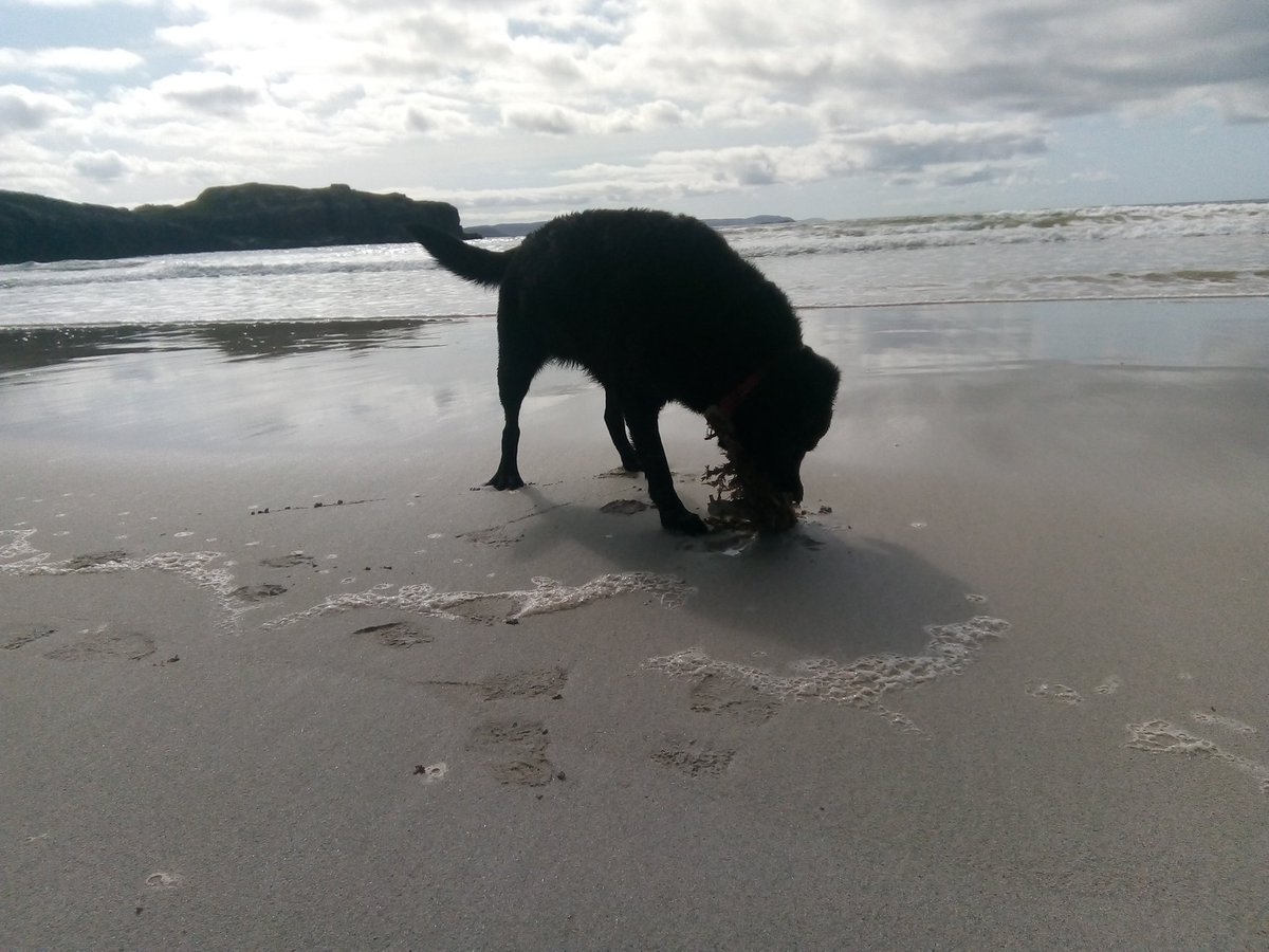jessthelabrador's tweet photo. Life's a beach
#labrador #blacklab #twitterdogs #twitterlab https://t.co/yOKbmRcECV