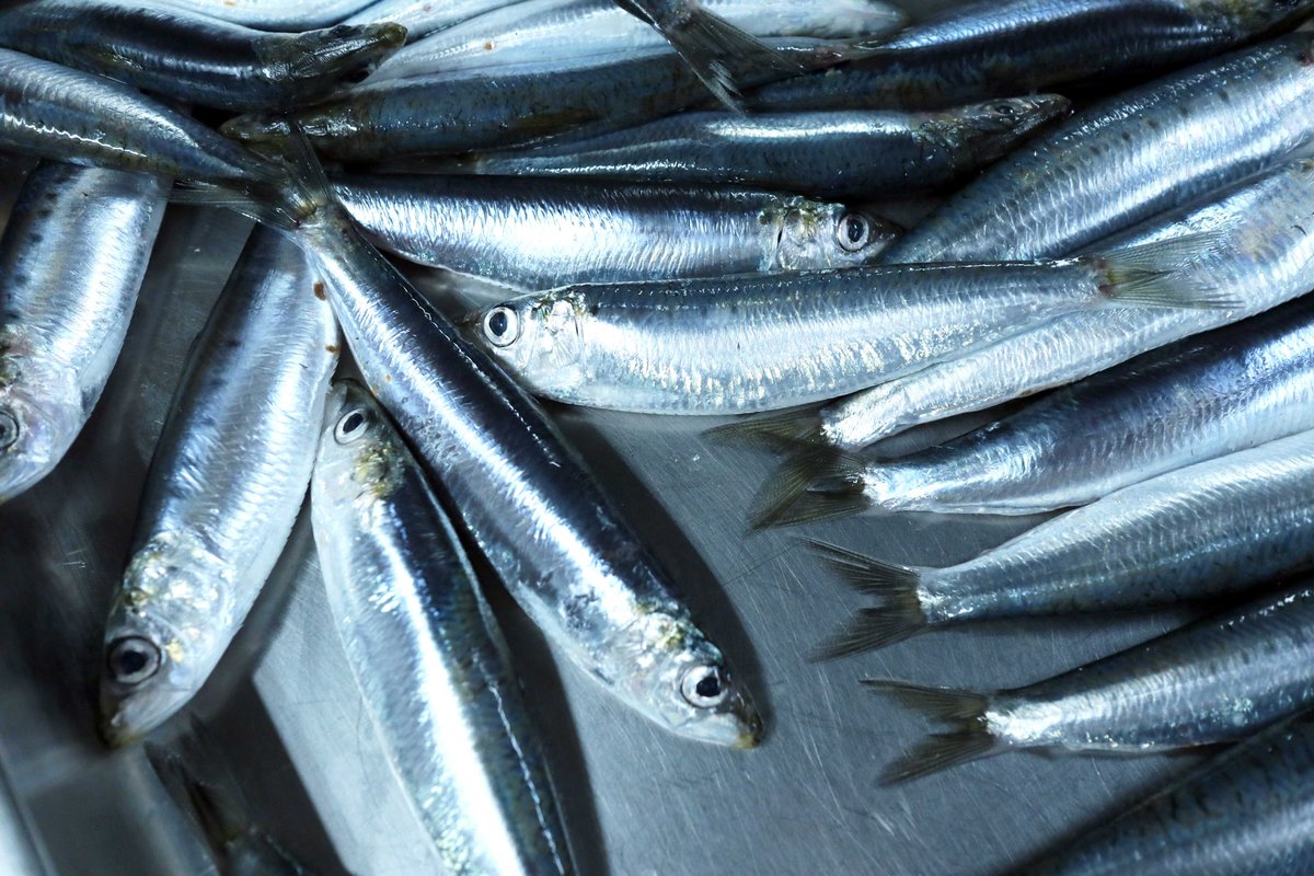 Septiembre, un mes repleto de fastos en los que administrar, con justicia, nuevos platos de un pasado gastronómico repleto de significantes. 

sucede.com/septiembre-201…