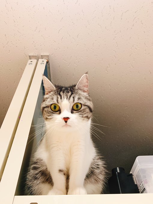 Eoheoh Msspさん がハッシュタグ クロエ嬢 をつけたツイート一覧 1 Whotwi グラフィカルtwitter分析