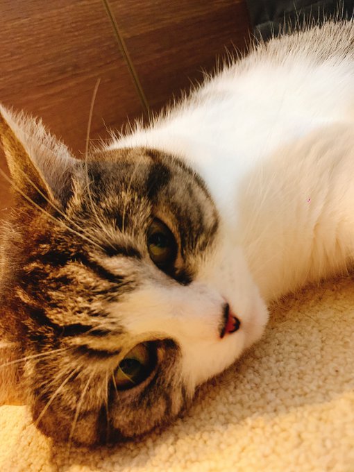 Eoheoh Msspさん がハッシュタグ クロエ嬢 をつけたツイート一覧 1 Whotwi グラフィカルtwitter分析