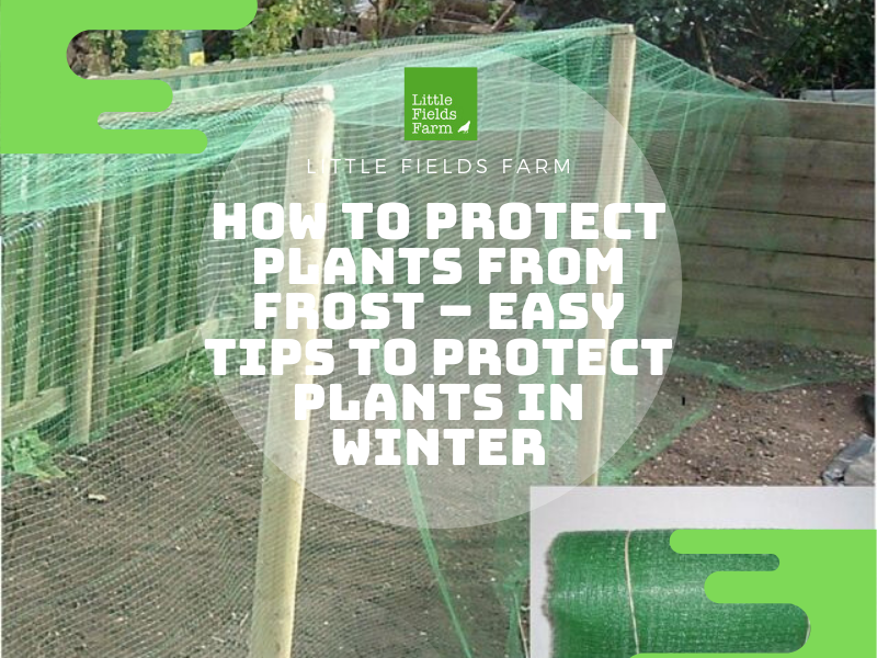 hydrospike's tweet image. RT @knightcis: [Blog]How to Protect Plants From Frost - Easy Tips to Protect Plants in Winter @SooperArticles
sooperarticles.com/home-and-famil…
#protectplants #frostprotectiontips #gardeningtips #gardentips #blog