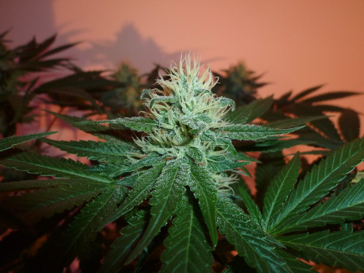 StephandjoG's tweet photo. #sourmelon from Mantis Genetics
(Sour OG x Lucille's OG S1)
Flo Day 35.
Full diary : https://t.co/GeU2K3oeOI
#growdiaries #growdiary #mantisgenetics #growyourown #ledgrowlight https://t.co/q8mfw4yBkf