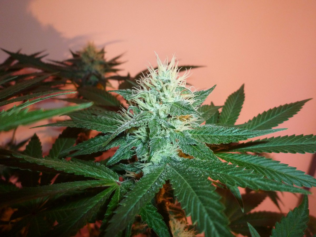 StephandjoG's tweet photo. #sourmelon from Mantis Genetics
(Sour OG x Lucille's OG S1)
Flo Day 35.
Full diary : https://t.co/GeU2K3oeOI
#growdiaries #growdiary #mantisgenetics #growyourown #ledgrowlight https://t.co/q8mfw4yBkf