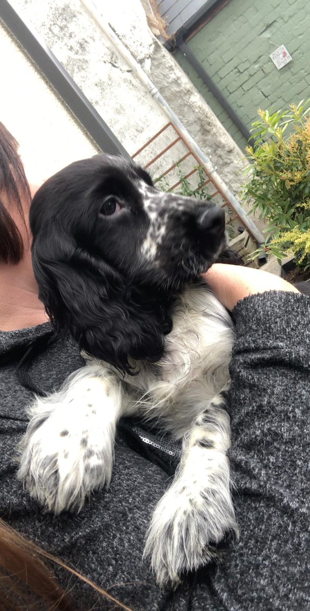 HeidiRedburn's tweet photo. Hope this pup enjoys camping as much as Monty did #meetjasper https://t.co/5D1KUtsSVw