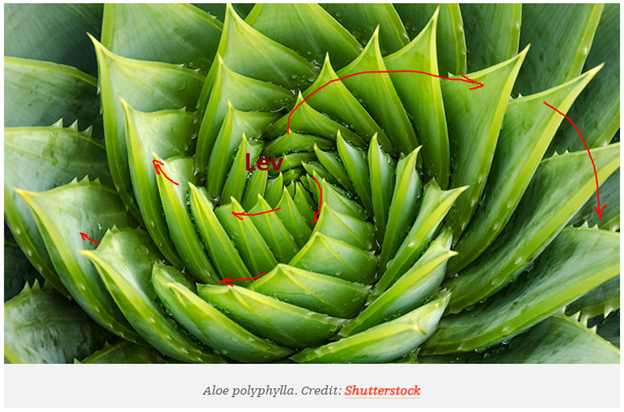 3/n In nature Fibonacci series r found everywhere. In the arrangement of sunflower seeds, pine cones,web of spider and also in d shape of conch shell. This is Aloe vera (original pic credit: shutterstock)