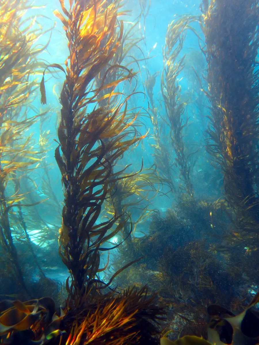 mojonewsau's tweet photo. Australia's first floating seaweed platform to be built in Tasmania in response to climate change. @char_morton reports.

READ HERE: https://t.co/aMNO4iJV8R https://t.co/GReeIjLTkT