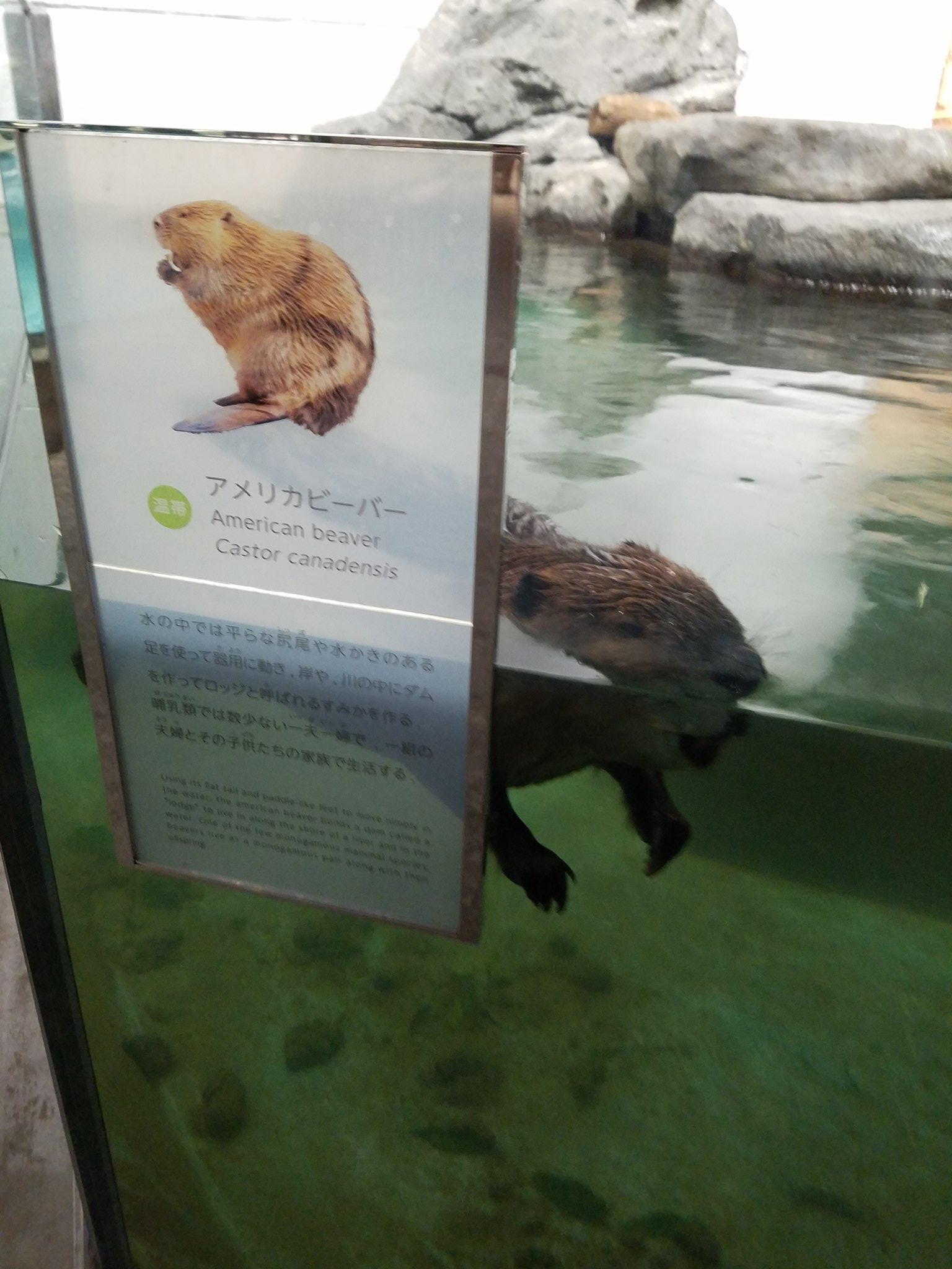 本島 ニフレルで見たやる気の無いアメリカビーバーとやる気の無いペンギン そしてこちら隠れる気が全く無いナナフシでございます 本島 ニフレルで見たやる気の無いアメリカビーバーとやる気の無いペンギン そしてこちら隠れる気が全く無いナナフシでございます