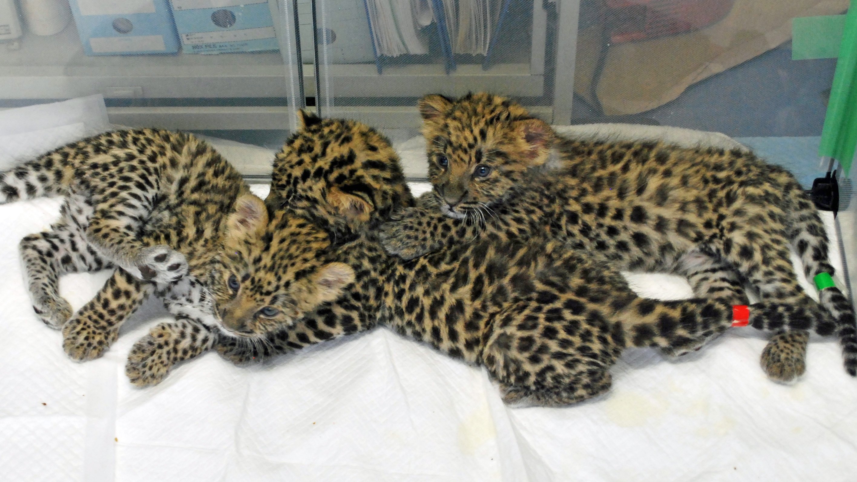 تويتر 神戸市立王子動物園 公式 على تويتر アムールヒョウの赤ちゃんたち 公開できるのはまだ先になります 元気に育ってほしいですね 神戸市 王子動物園 アムールヒョウ T Co 1cjgrwstrs