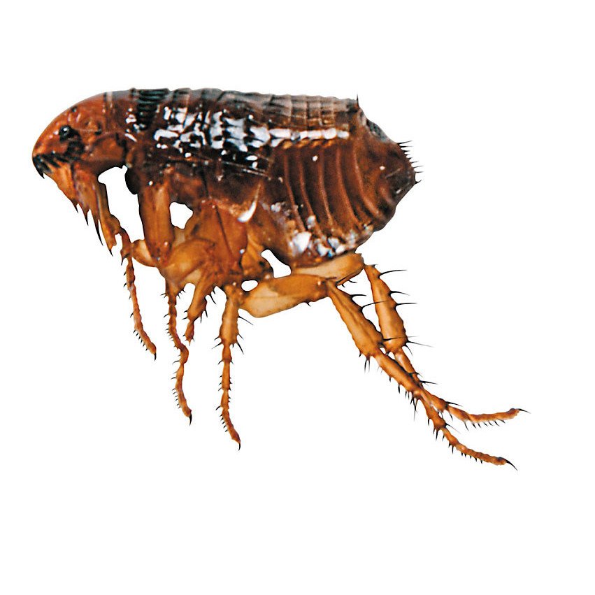 La majorité des animaux de compagnie sont habituellement infectés par des œufs de puce disséminés par la faune sur les pelouses, dans les parcs et les jardins. bit.ly/2N4mXD9