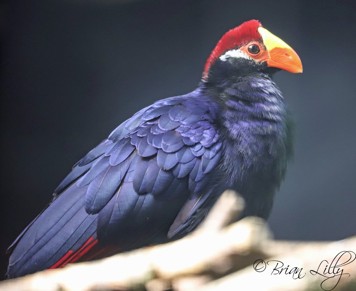 brglilly's tweet image. Violet turaco fledgling's and an adult @BristolZooGdns @TuracoSociety #turaco