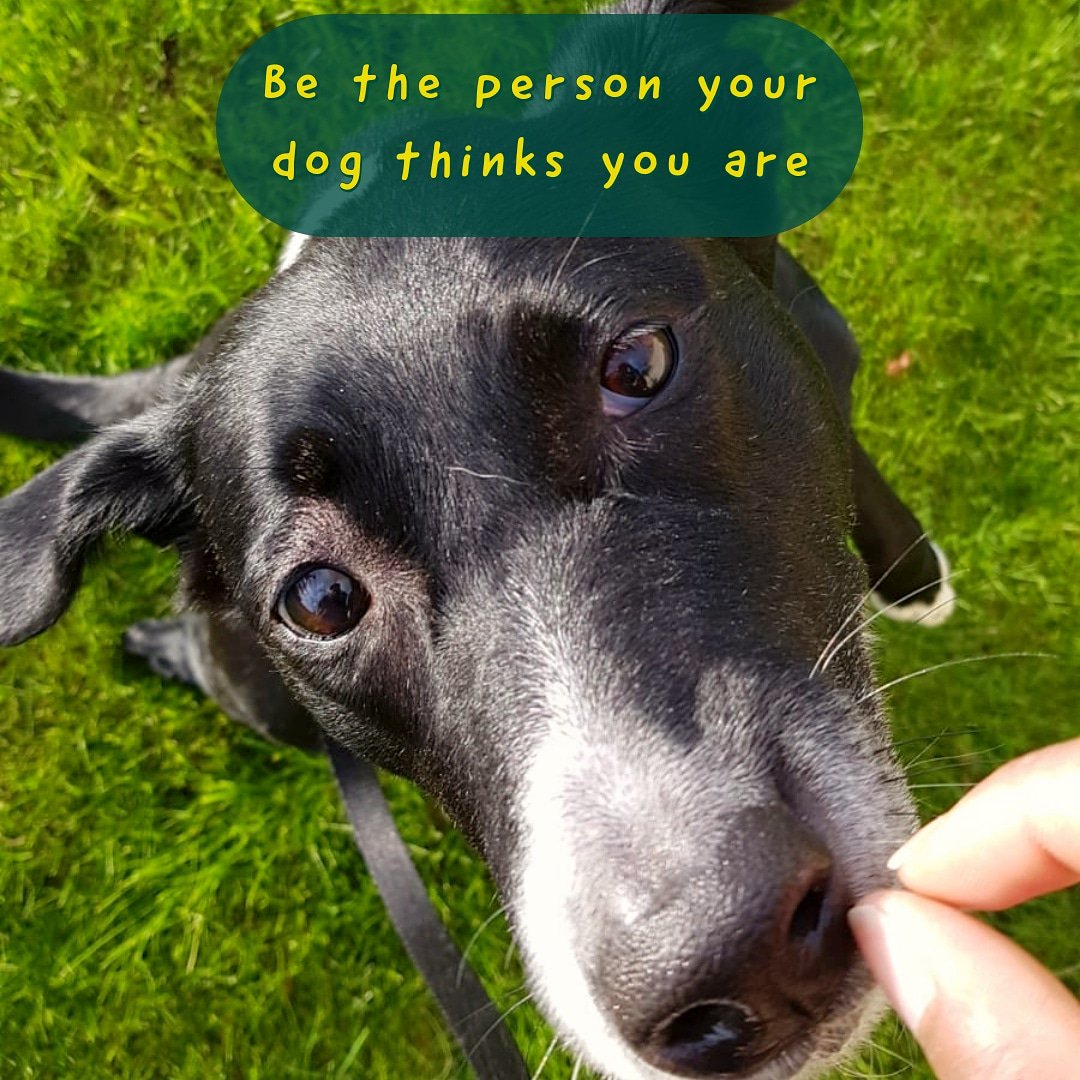 Lothian and Borders Army Cadets (@lbcadet) on Twitter photo #MotivationMonday
This one is sponsored by Shuri, one of our volunteer's doggos!
Be the person your dog thinks you are! πΎπ #MotivationMonday
This one is sponsored by Shuri, one of our volunteer's doggos!
Be the person your dog thinks you are! πΎπ