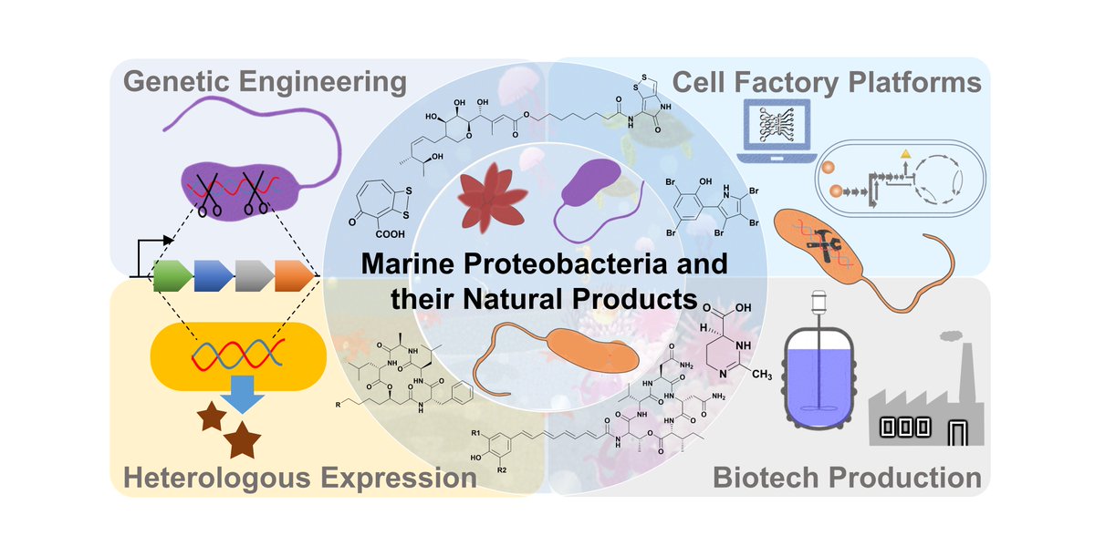 CeMiSt and collaborators publish a review on Marine microbes as a source of natural products in the journal Natural Product Reports. Read more about it here: bit.ly/2lC7HAZ
#naturalproducts #secondarymetabolites #marinemicrobes #ecology #biotech #cellfactories #dkforsk