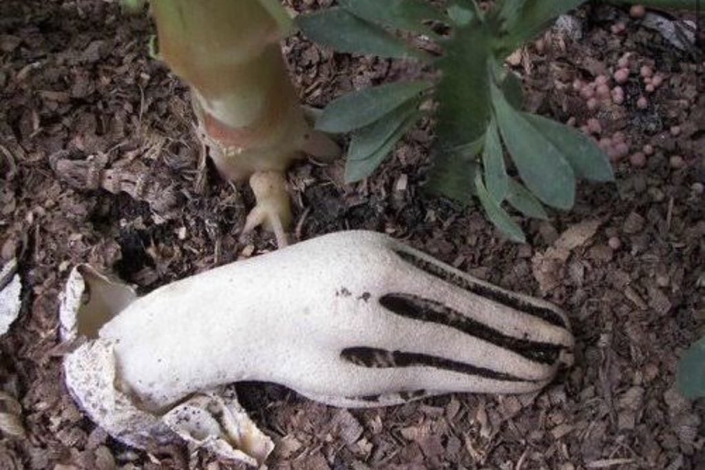yeskiri's tweet photo. 通称“dead man's fingers”(死者の指)って呼ばれてるキノコが本当にそのままの意味で怖いから皆見て https://t.co/MET2odZxBd