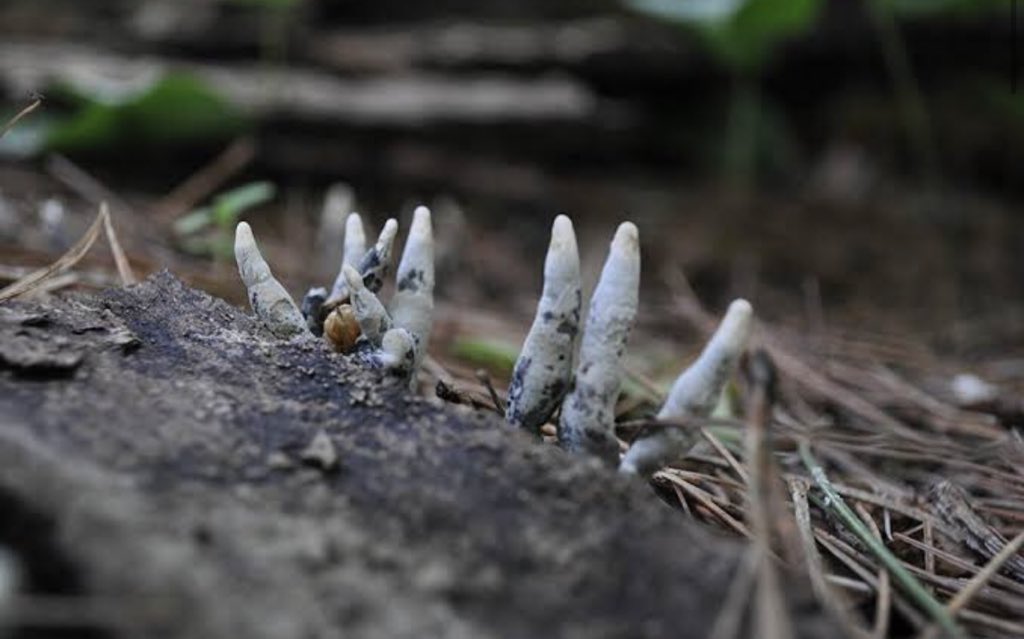 yeskiri's tweet photo. 通称“dead man's fingers”(死者の指)って呼ばれてるキノコが本当にそのままの意味で怖いから皆見て https://t.co/MET2odZxBd