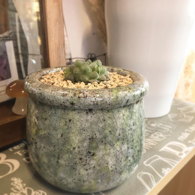 寄植えで残ったハオルチアを植え替えてみたんだけど…可愛すぎて自分ちに持って帰りたい😂

#flower #flowershop #広島 #福山 #福山花屋 #駅家 #花のある暮らし #植物のある暮らし #多肉植物のある暮らし #ハオルチア #ハオルチアオブツーサ #オブツーサ ift.tt/2ZZ8sTk