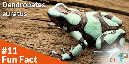EncycloFish's tweet photo. 🤠Fun Fact N°11 

In their natural environment, Dendrobates have potentially dangerous toxins, due to their diet. In captivity, these frogs completely lose these toxins and are therefore harmless. 

Here the complete card:
https://t.co/11TuX9eL2u

See you soon ! 👋🐟
#encyclofish https://t.co/8dycRoNN2Y
