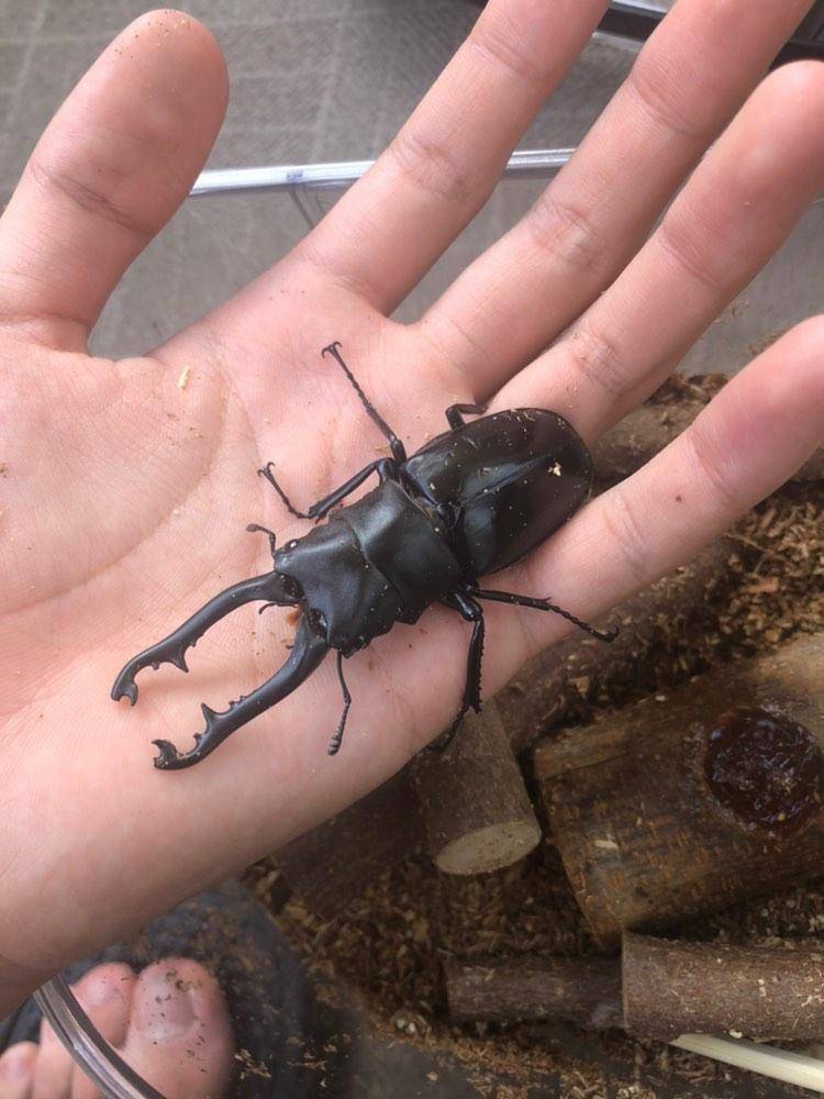 Kazumichi Kawakita 子供の友人から家の前でクワガタ拾ったので種類教えてほしいと連絡があったのだが この街はギラファが路上に落ちてるのかよ T Co D1bdh3yzau Twitter