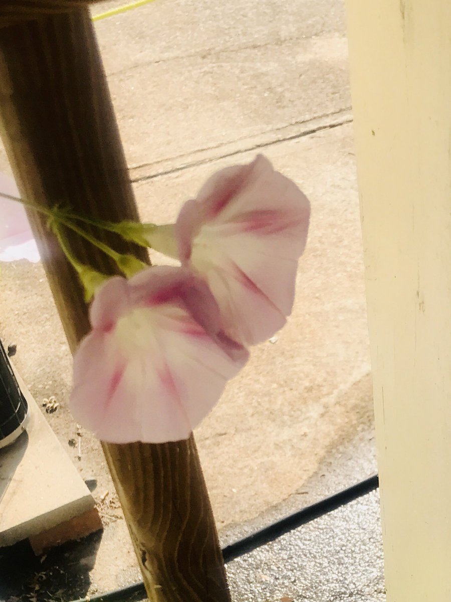 All my flowers are blooming in full! I’m going to want to go even bigger next year for sure.
