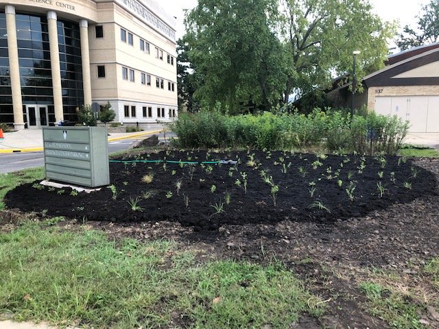 ECFacilities's tweet photo. The Edgedome prairie garden has been transformed into a pollinator garden. After grading the soil, the Landscape and Grounds staff, along with some volunteers, planted dozens of milkweed, butterfly weed and many other native plants. https://t.co/g0cmsKvHnU