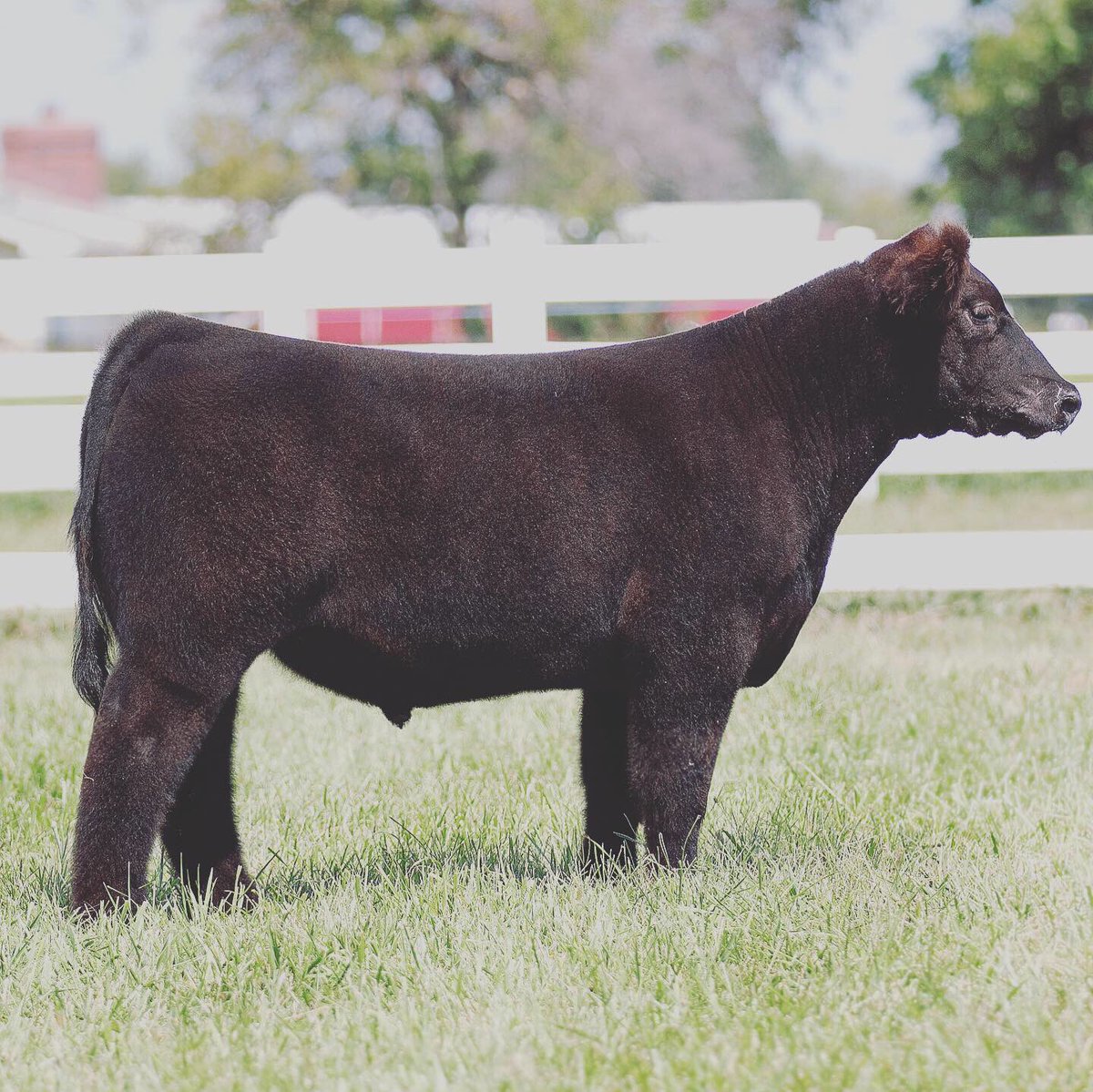 Comp_EdgeGen's tweet photo. Available now private treaty at CEG!!
Sire: 1OAK
Dam: Black Betty (Style X Red Thunder) 
We have driven a lot of miles so far this year and have to say this is definitely one of the best black steers we have seen anywhere in the country!! Contact Raymond at 712-249-2009 for info https://t.co/onamOaJNzf