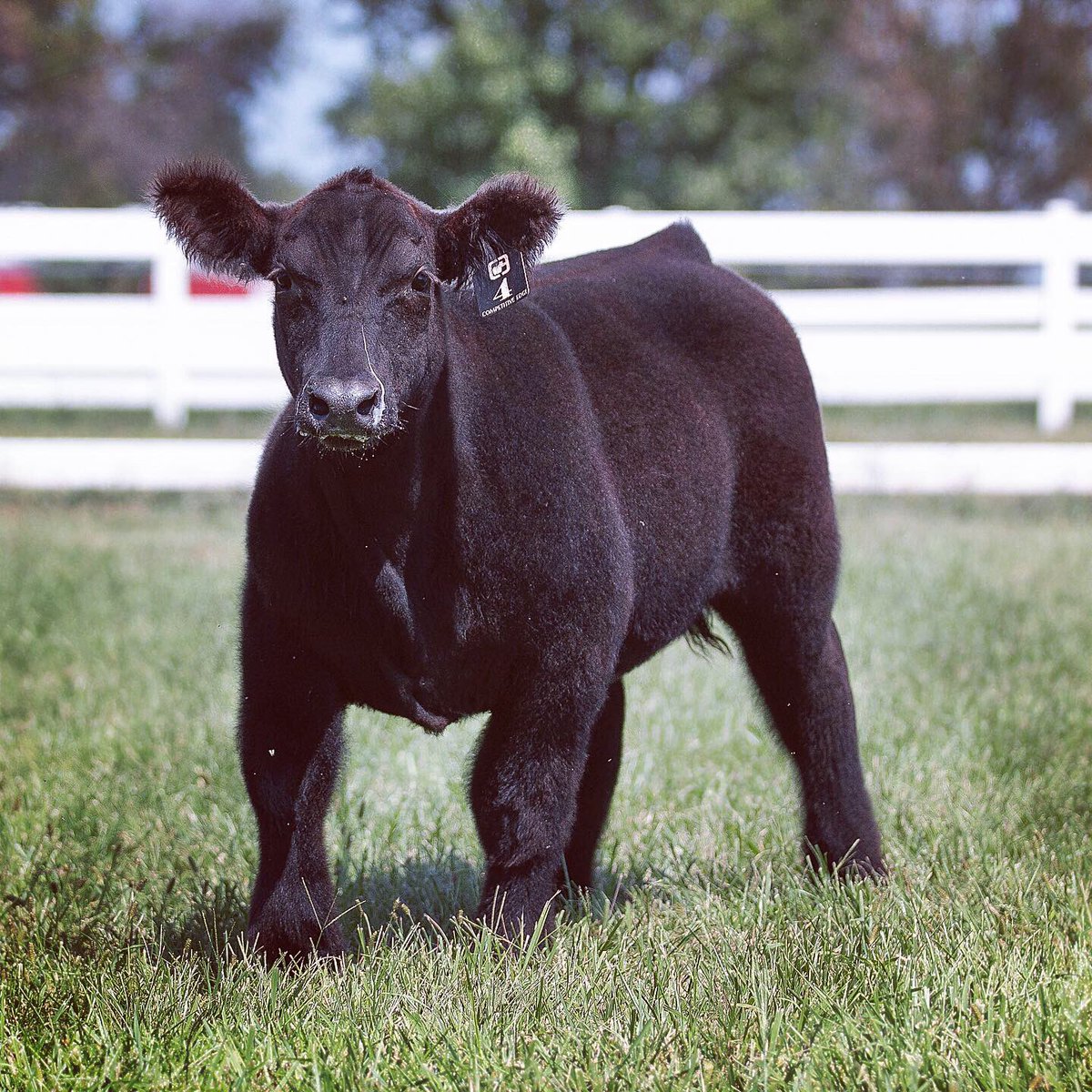 Comp_EdgeGen's tweet photo. Available now private treaty at CEG!!
Sire: 1OAK
Dam: Black Betty (Style X Red Thunder) 
We have driven a lot of miles so far this year and have to say this is definitely one of the best black steers we have seen anywhere in the country!! Contact Raymond at 712-249-2009 for info https://t.co/onamOaJNzf