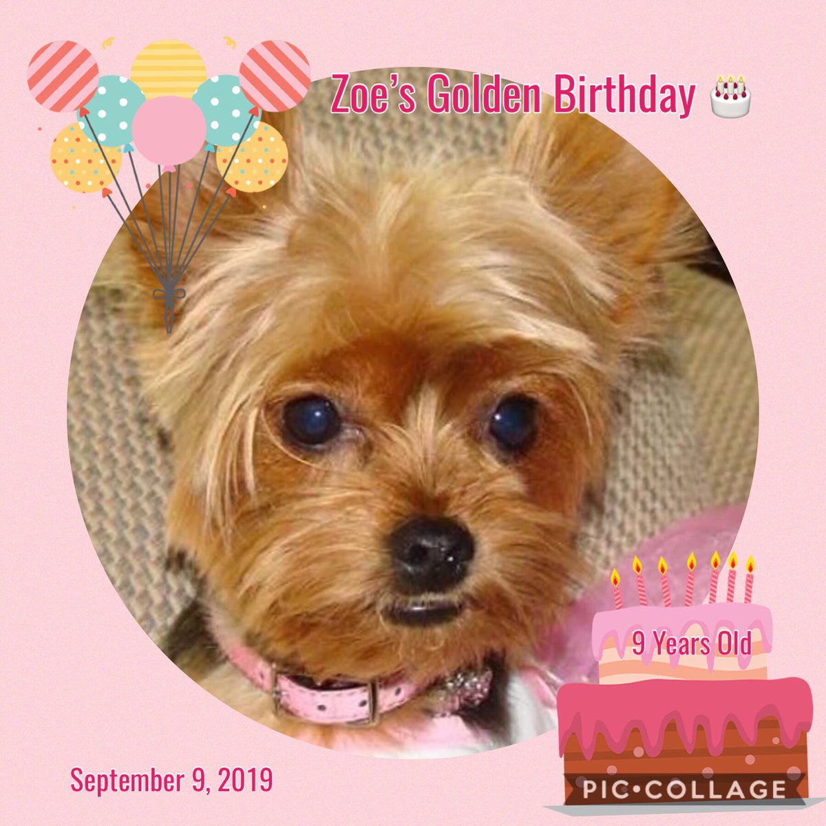 oneangleme's tweet image. Let’s wish Zoe, Happy Birthday Today!  🎂❤️🎉💥