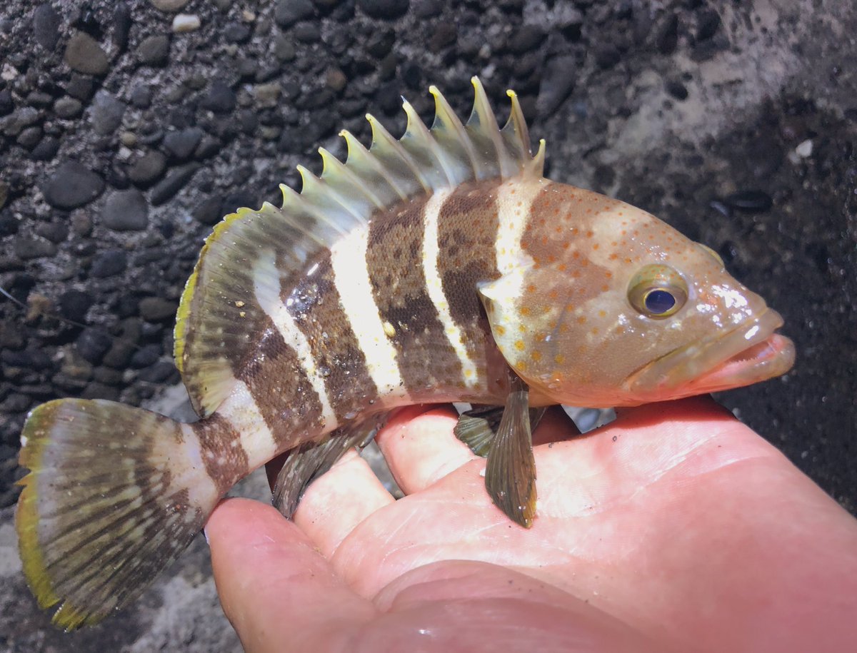 ゆーえぬ A Twitter 超絶可愛い根魚に癒されていたら極悪顔の極太黒アナゴさん降臨