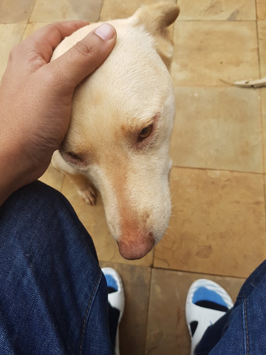 Riaz Gilani On Twitter Don T Knock The Humble Kienyeji Mongrel Mixed Breeds We See All Over Kenya These Dogs Have Hybrid Vigor They Seldom Fall Sick Are Often Very Very Clever And Turn Out