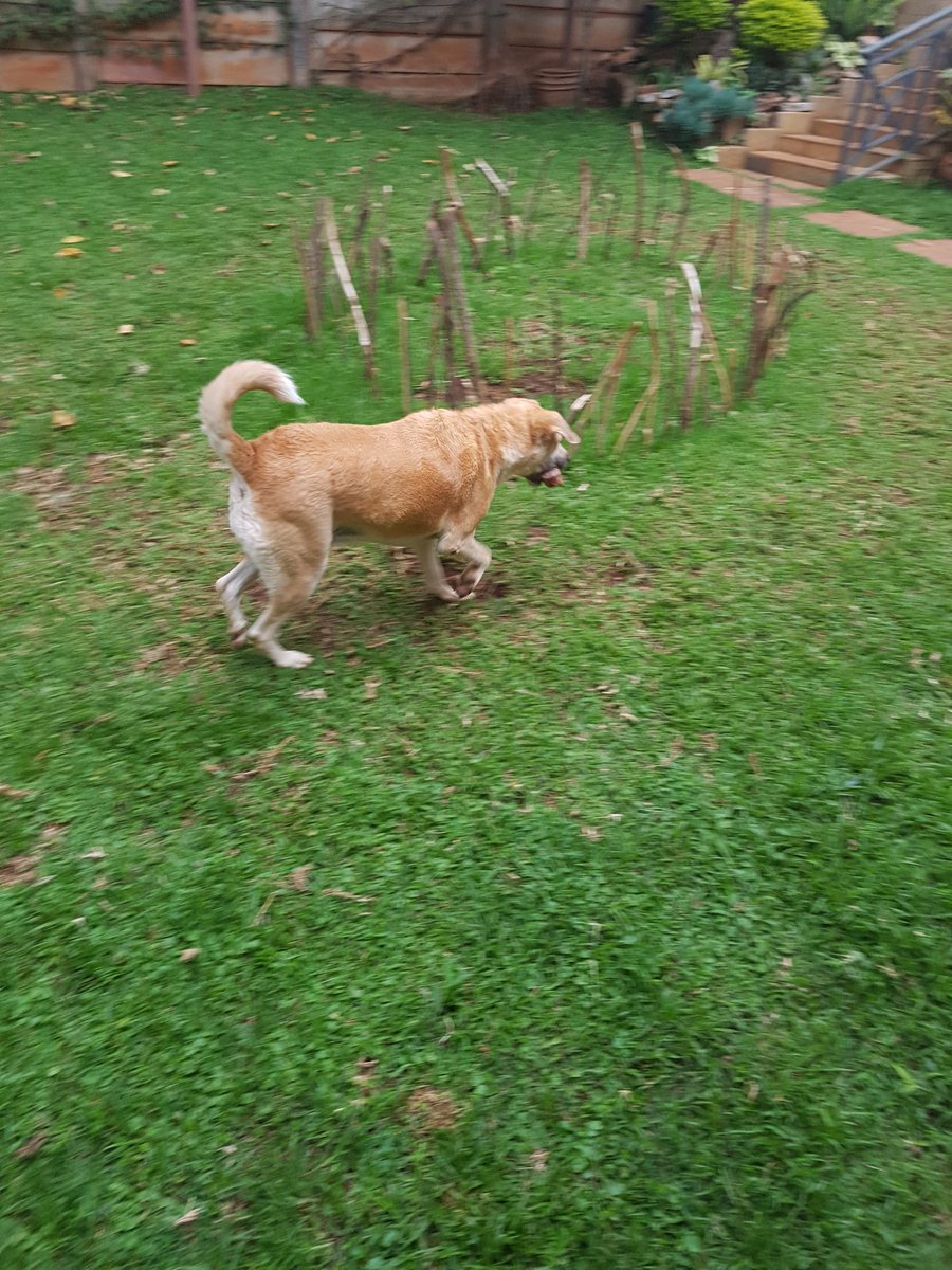 Riaz Gilani On Twitter Don T Knock The Humble Kienyeji Mongrel Mixed Breeds We See All Over Kenya These Dogs Have Hybrid Vigor They Seldom Fall Sick Are Often Very Very Clever And Turn Out