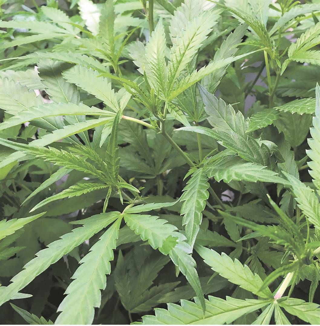 FieldsOfGreenFA's tweet photo. “EVERYONE WHO HAS BEEN CONVICTED FOR THE POSSESSION OF DAGGA BUT IS NOT SERVING A PRISON SENTENCE COULD APPLY TO THE DEPARTMENT OF JUSTICE TO HAVE THEIR CRIMINAL RECORDS EXPUNGED
Justice and Correctional Services Minister Ronald Lamola” https://t.co/oMG1LbXrwM https://t.co/Krz7gLiXht