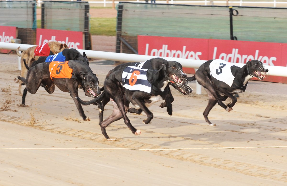 greyhound racing tips racing post