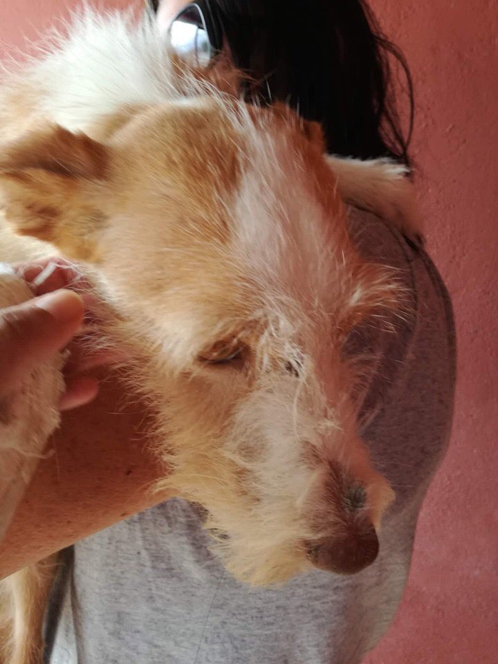 Canela is the sweetest of girls!
She is ready for a forever home. She is calmish, good with dogs and cats, affectionate with people.
She shouldn't stay in the kennel when the cold arrives, she is almost 8 years old.
Contact: sospodencorescue@gmail.com
#podenco #needsahome