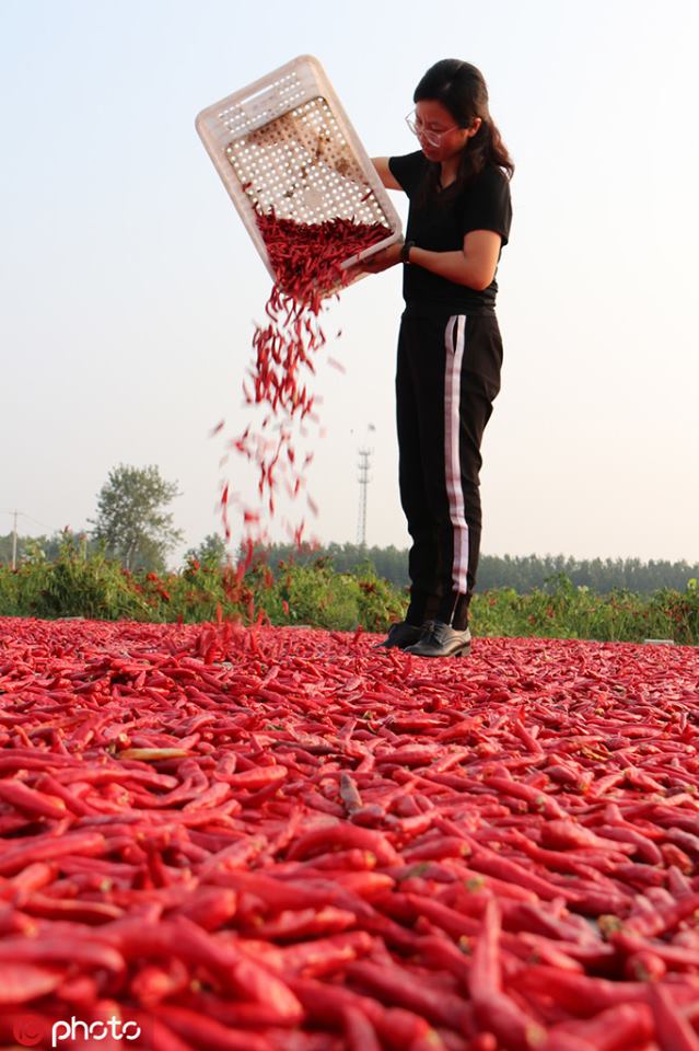 ChinaDaily's tweet photo. Farmers harvest and sort through red chili peppers and dry them in the sun in Guanyun county, E China's Jiangsu province. #harvest https://t.co/Cxkj3E75FW