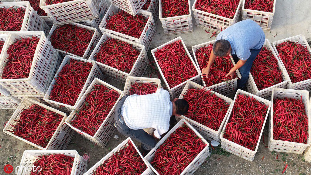 ChinaDaily's tweet photo. Farmers harvest and sort through red chili peppers and dry them in the sun in Guanyun county, E China's Jiangsu province. #harvest https://t.co/Cxkj3E75FW