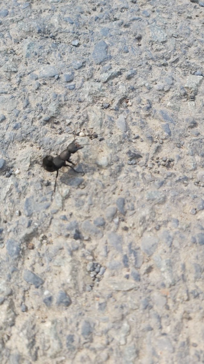 _bossuyt's tweet photo. @lievenscheire deze insect viel onze hond aan , enig idee wat het is? https://t.co/YYBBXW8Zsa
