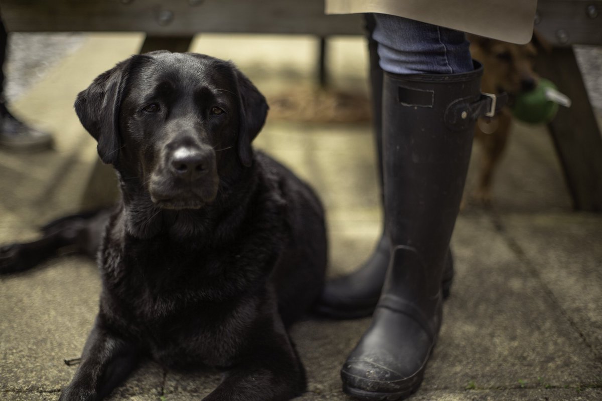 It's definitely a welly boot day where we are today ☂️☂️☂️
It won't stop Margot though 🐾. 

#billyandmargot #outdoorlife #wetweather #dogfood