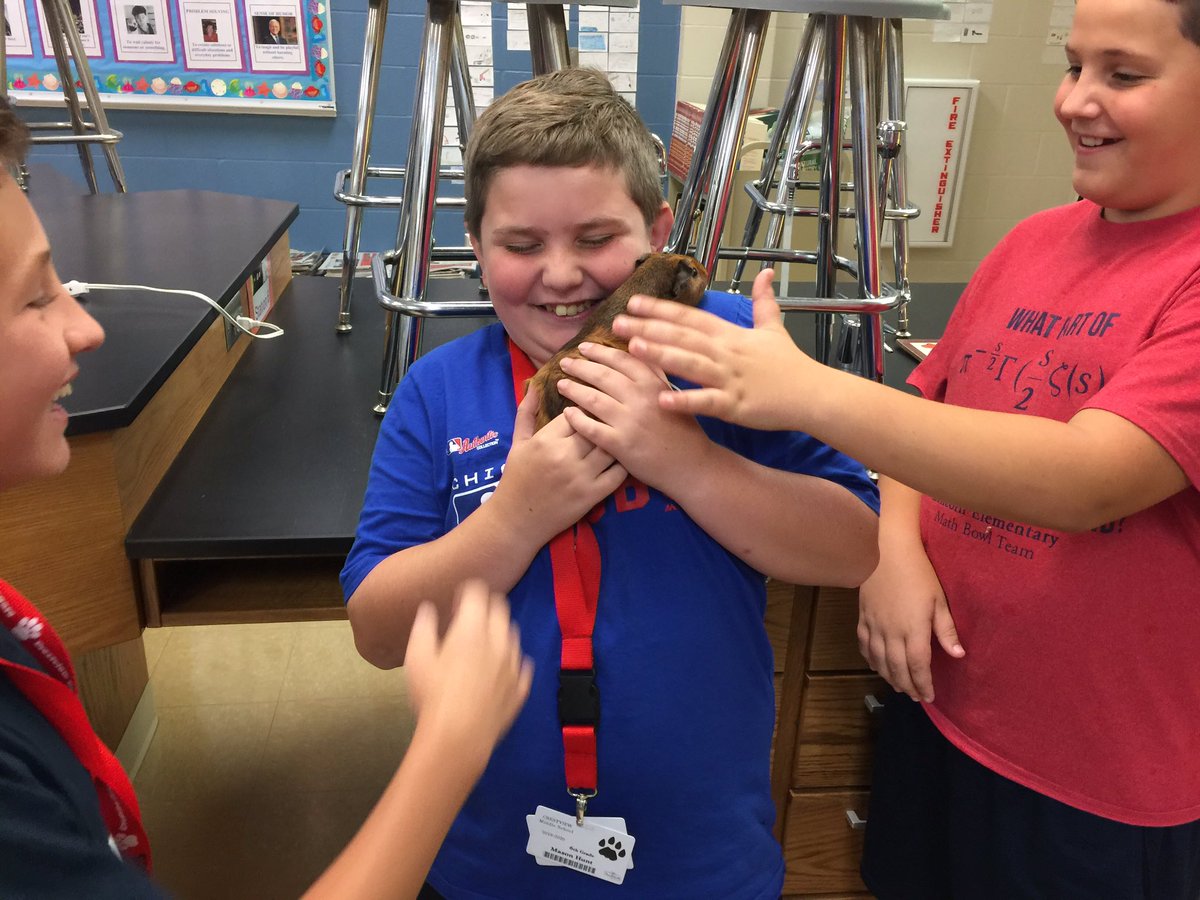 6thGradeCMS's tweet photo. Mrs. Simms’s Science students were excited for the arrival of the guinea pig. https://t.co/8TmJuphHPp
