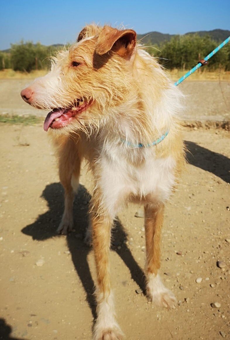 Andy is a portuguese podenco cross saved from a pound in Cordoba.
He is quite affectionate with people, good with dogs, cat workable.
Walks well on leash.
He likes to play with other dogs and with people.
Medium-smallish size 45cm, 4 years old.
Contact: sospodencorescue@gmail.com