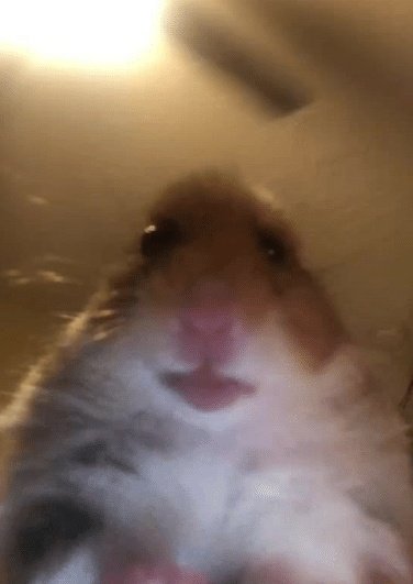 𝘧𝘦𝘳𝘯𝘢𝘯𝘥𝘪𝘯𝘩𝘢 (@brslnchvsta) on Twitter photo 