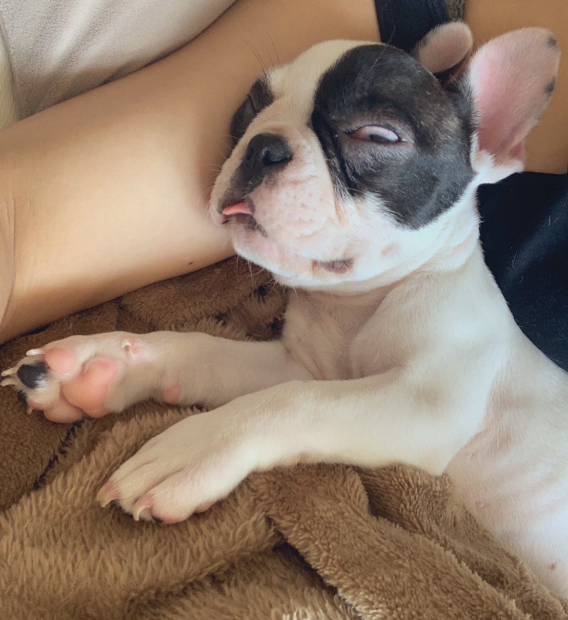 フレンチブルドッグ ベティ どんな寝方したらそんなブサイクになるん フレンチブルドッグ ベティ 3ヶ月 T Co Rzhjshkgtw Twitter