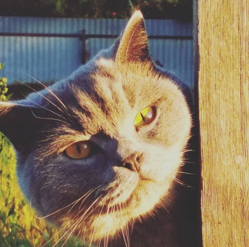 catsscrapers,,, (@catsscrapers) on Twitter photo 