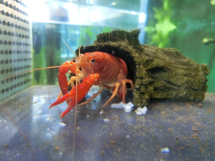 ザリガニに色付けを餌で行うことは可能 青色のザリガニにするには 自由研究テーマにおすすめ 夏休みfun